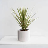 Pine Planter - 4"